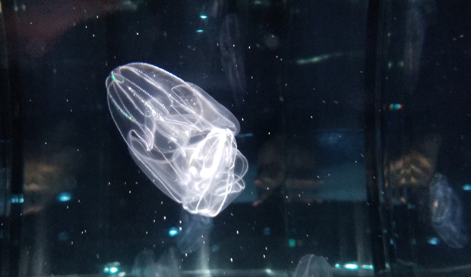 クラゲのブログ Jellyfish Blog